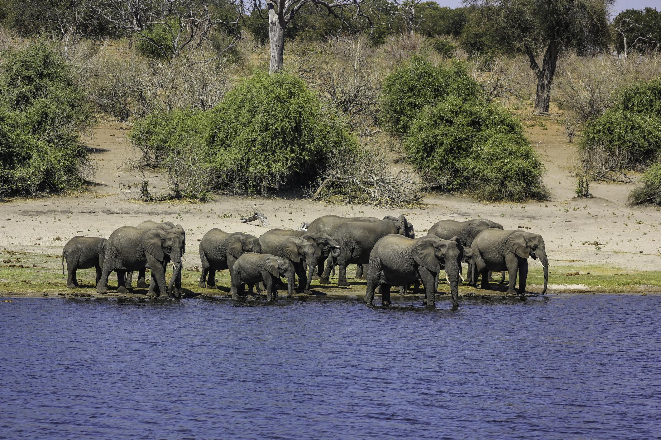 View of the Herd of African Elephants Drinking at River in Chobe National Park - Botswana eSim