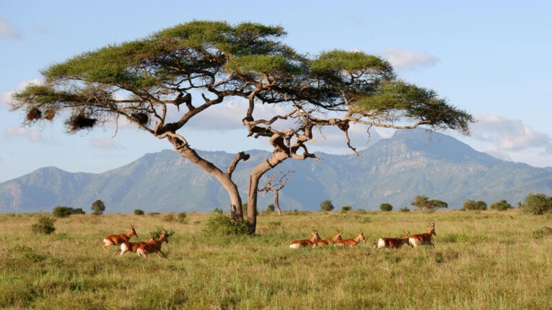 View of the savana - Central African Republic eSim