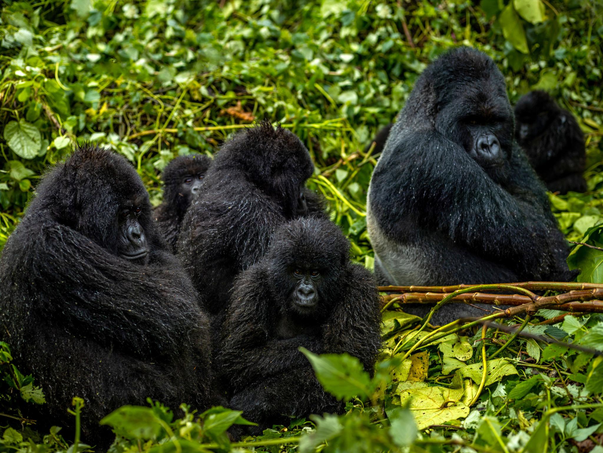View of the group of mountain gorillas from Kwitonda family in Volcanoes National Park - Democratic Republic of the Congo eSim