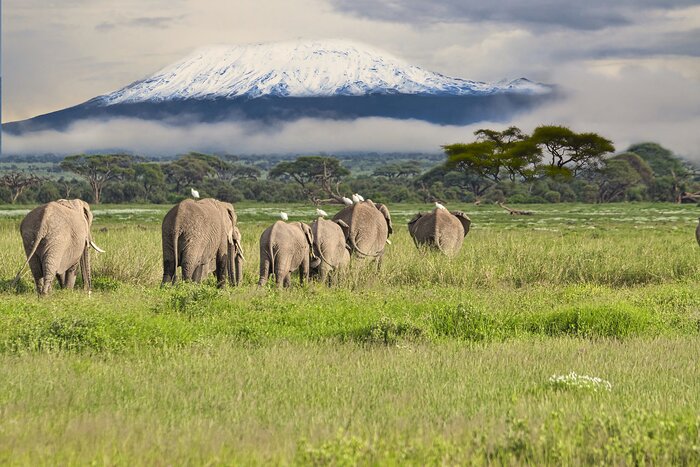View of the Elephant Migration in front of Mount Kilimanjaro - Kenya eSim