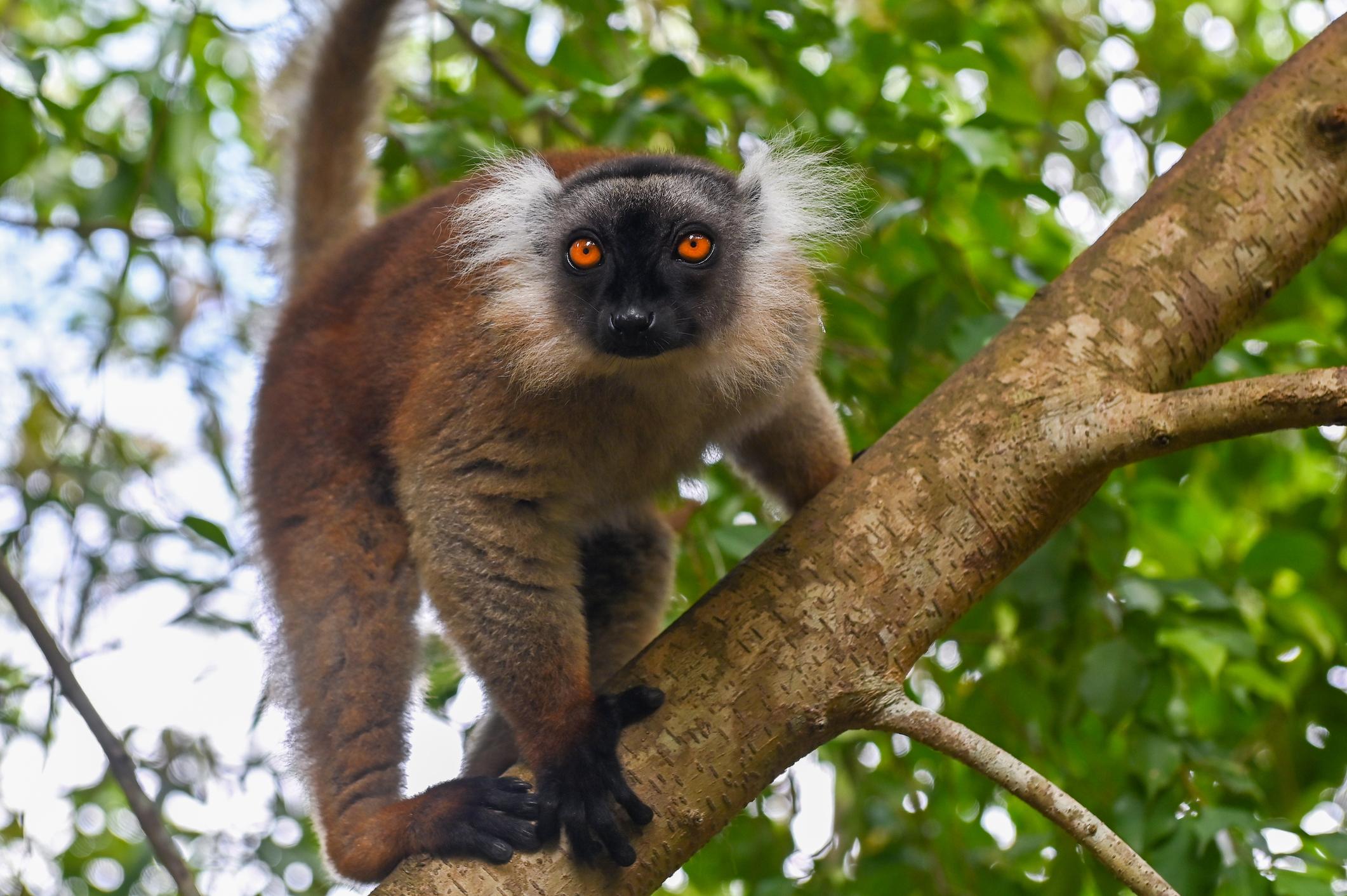 View of the Black lemur - Eulemur macaco female in the wild of the Madagascar forest - Madagascar eSim