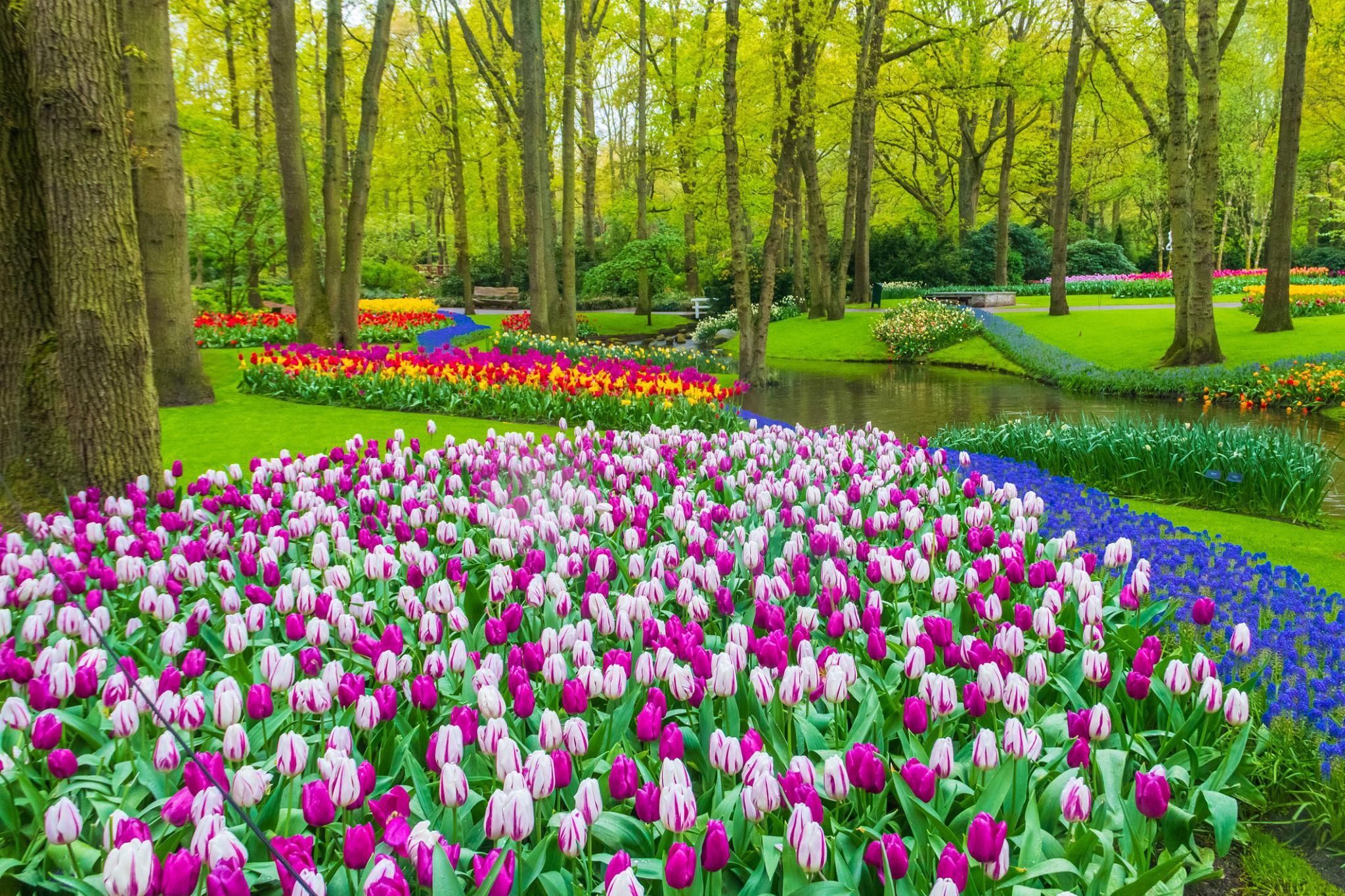 View of the Colorful tulip flowers blooming in Keukenhof garden - Netherlands eSim